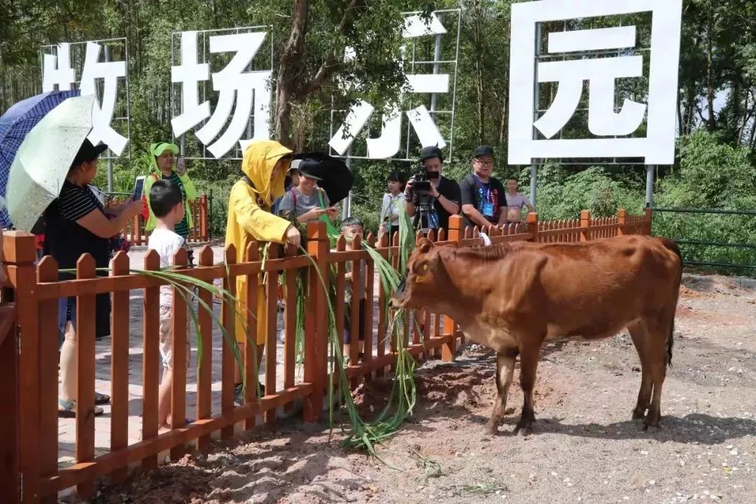 南宁哪里有摘火龙果的地方,南宁周边哪里有火龙果摘