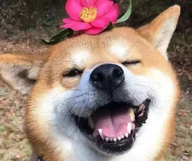 拍身份证照片为什么那么丑,身份证照片太丑怎么拍才正确