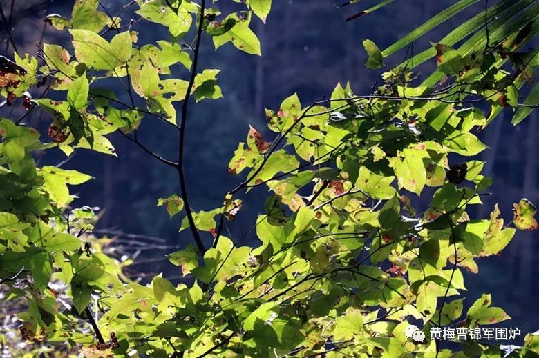 黄梅记忆老相片,黄梅记忆抖音号