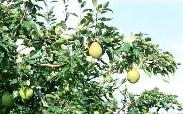 黄金梨高产栽培技术梨树论坛,梨树高产秘方