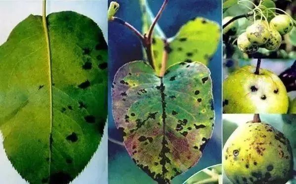 黄金梨高产栽培技术梨树论坛,梨树高产秘方