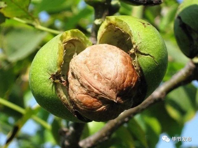 双11”CCTV2大直播，赫章县委书记将推介赫章农特产品