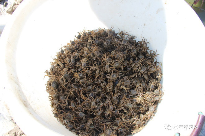 育蟹苗一年赚多少,蟹苗培育基地优惠