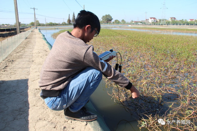 育蟹苗一年赚多少,蟹苗培育基地优惠
