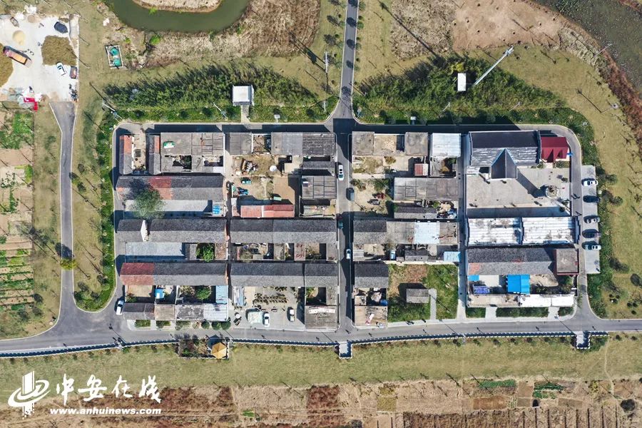 颍上庄台变身记:“穷洼地”逆袭成为“绿富美”