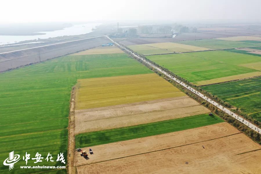 颍上庄台变身记：“穷洼地”逆袭成为“绿富美”