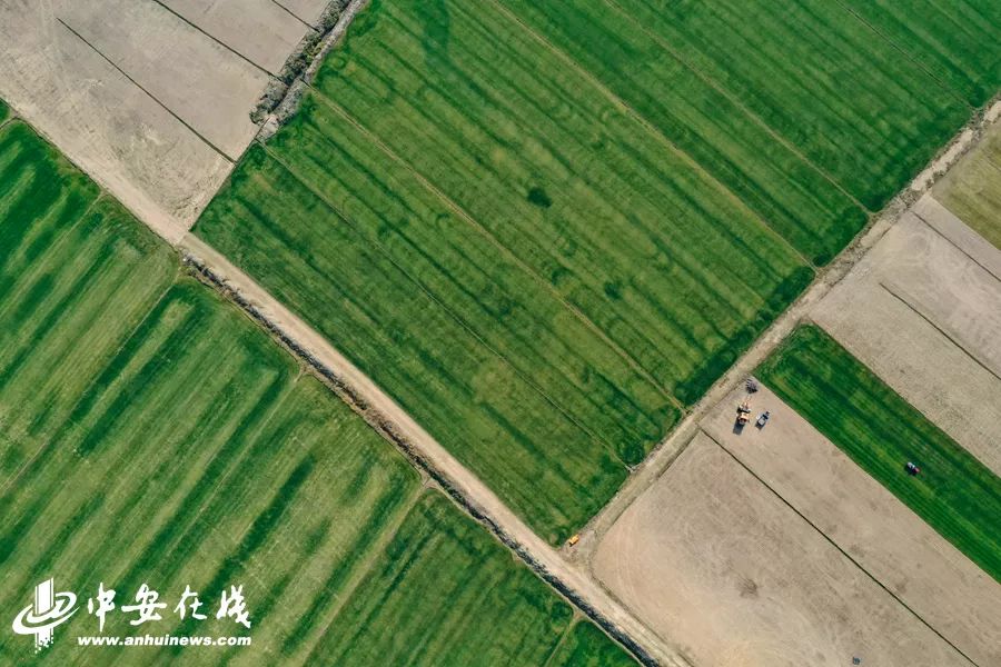 颍上庄台变身记:“穷洼地”逆袭成为“绿富美”