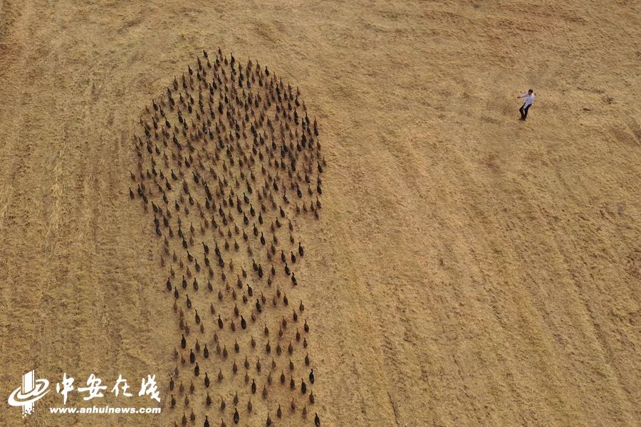 颍上庄台变身记：“穷洼地”逆袭成为“绿富美”