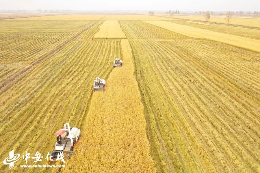 颍上庄台变身记:“穷洼地”逆袭成为“绿富美”