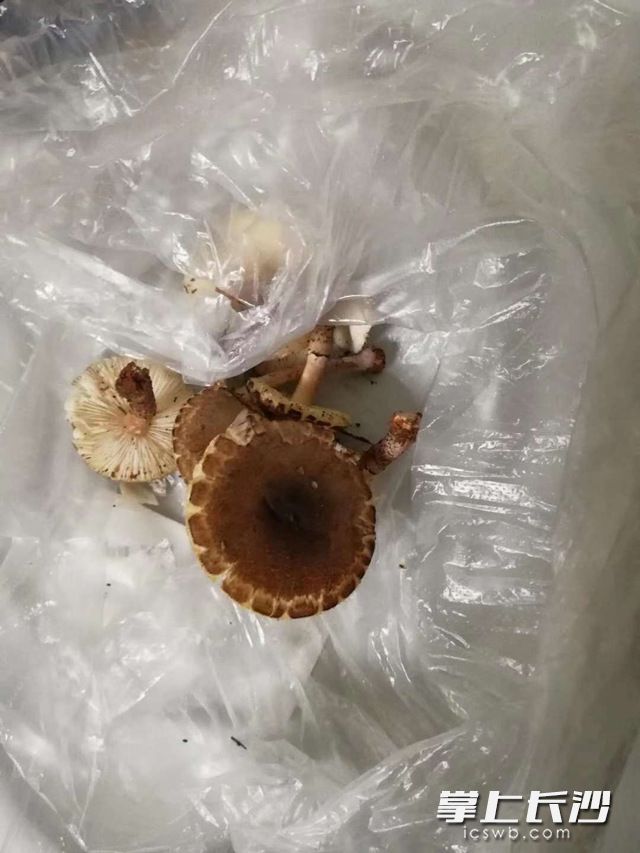 吃野生菌中毒的案例,吃野生菌中毒治愈案例