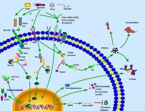 2022年医学生考研难度排名,医学生对口升学语数英的难度
