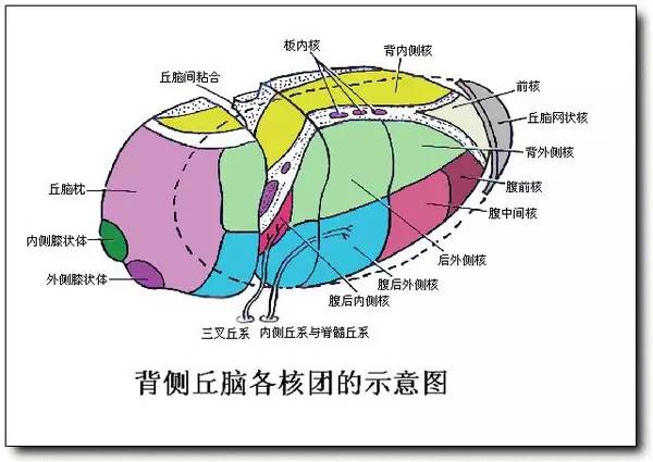 2022年医学生考研难度排名,医学生对口升学语数英的难度