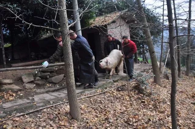 一条精选｜地道的四川香肠，暖风按摩足浴盆
