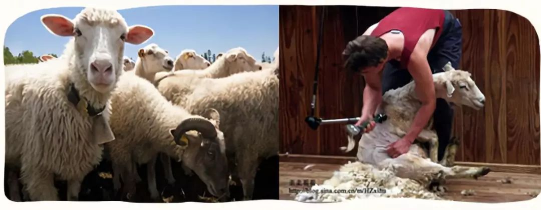 卖疯了！澳洲平价绵羊油，秋冬补水保湿首选，一罐用全身，英国女王都打call