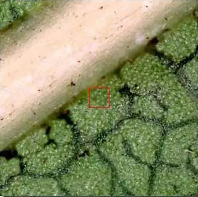 在宇宙里的地球只不过是一粒尘埃,宇宙无限大地球只是一颗尘埃