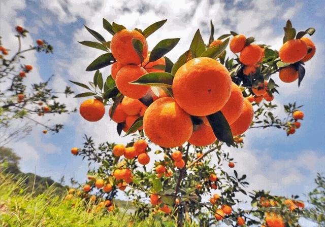 兴山峡口柑橘,茶山柑橘