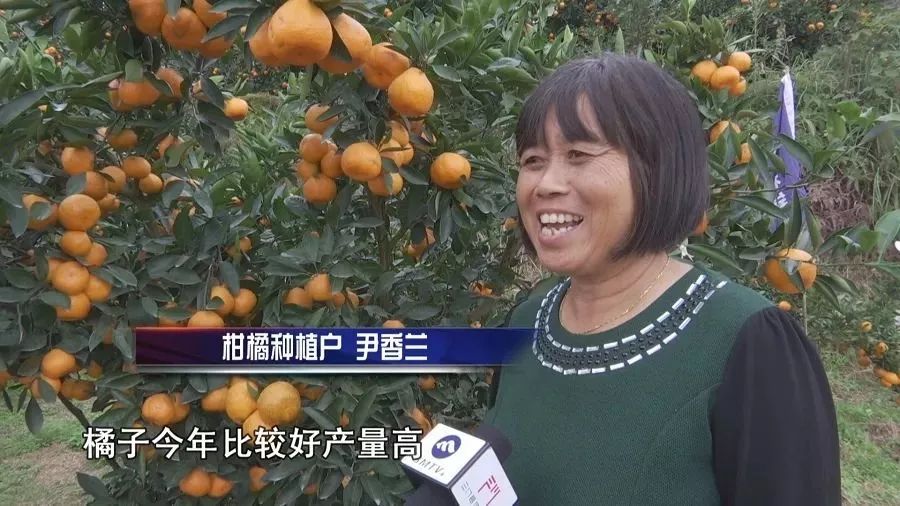 兴山峡口柑橘,茶山柑橘