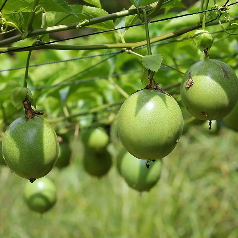 黄金百香果3到5斤装,自带蜂蜜味的黄金百香果