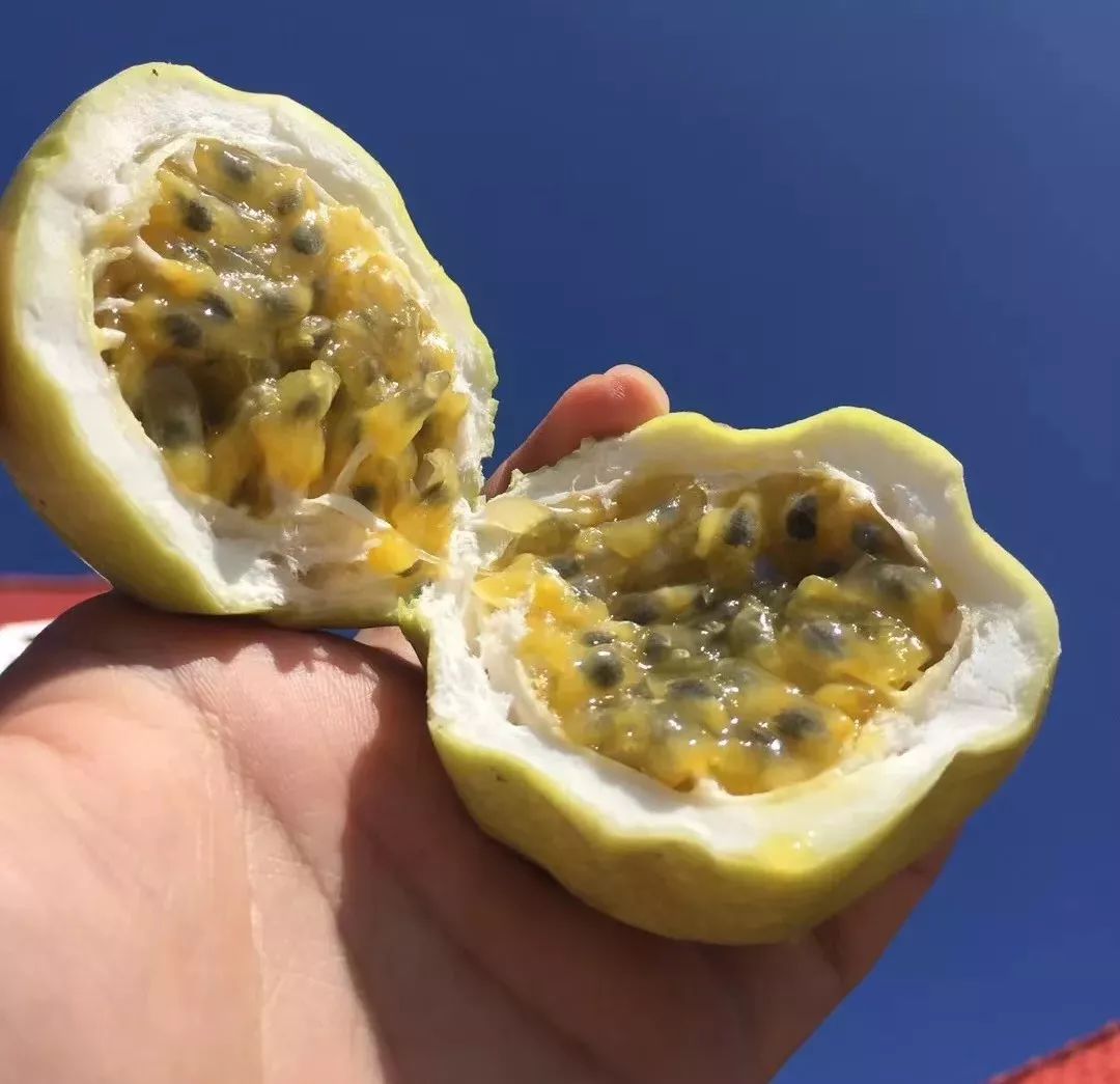 黄金百香果3到5斤装,自带蜂蜜味的黄金百香果