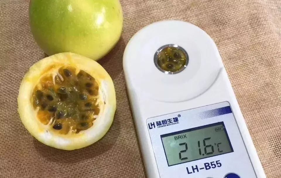 黄金百香果3到5斤装,自带蜂蜜味的黄金百香果
