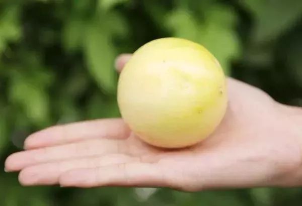 黄金百香果3到5斤装,自带蜂蜜味的黄金百香果