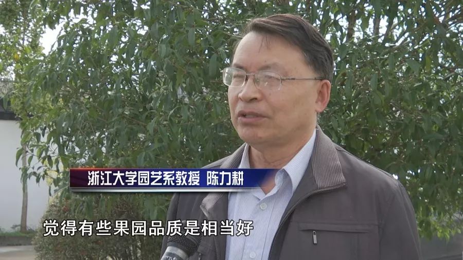 兴山峡口柑橘,茶山柑橘