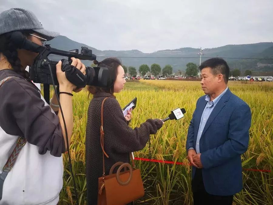 兴山峡口柑橘,茶山柑橘