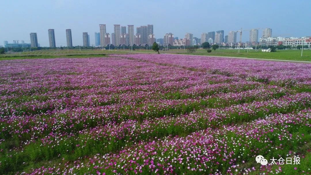 数说40年│太仓成“最具幸福感城市”，好环境绝对拿得出手！