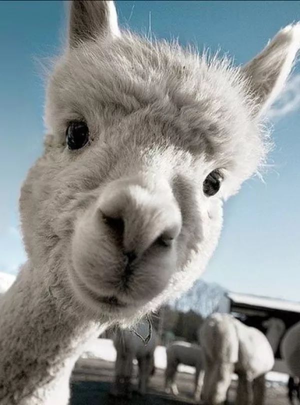 双十一谨防电信诈骗宣讲稿,双十一防范电信网络诈骗图片