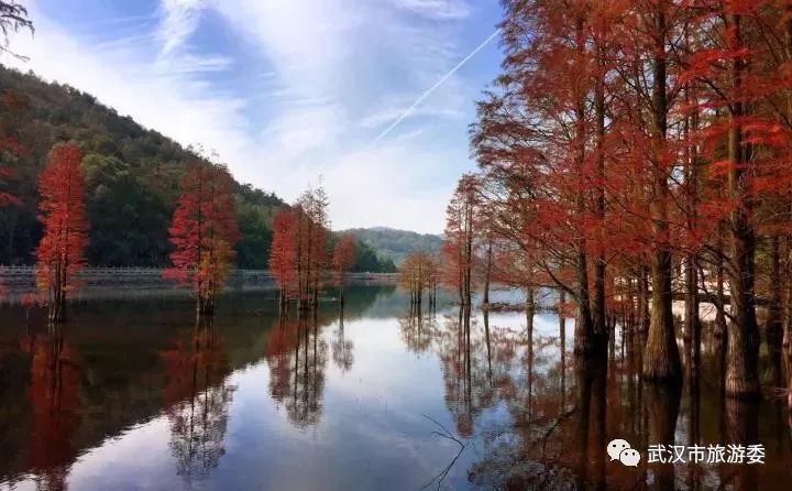 本周新鲜｜黄鹤楼新增入园神器，九真山秋景倒计时，红遍北上广的喜茶来啦！