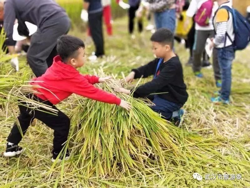 本周新鲜｜黄鹤楼新增入园神器，九真山秋景倒计时，红遍北上广的喜茶来啦！