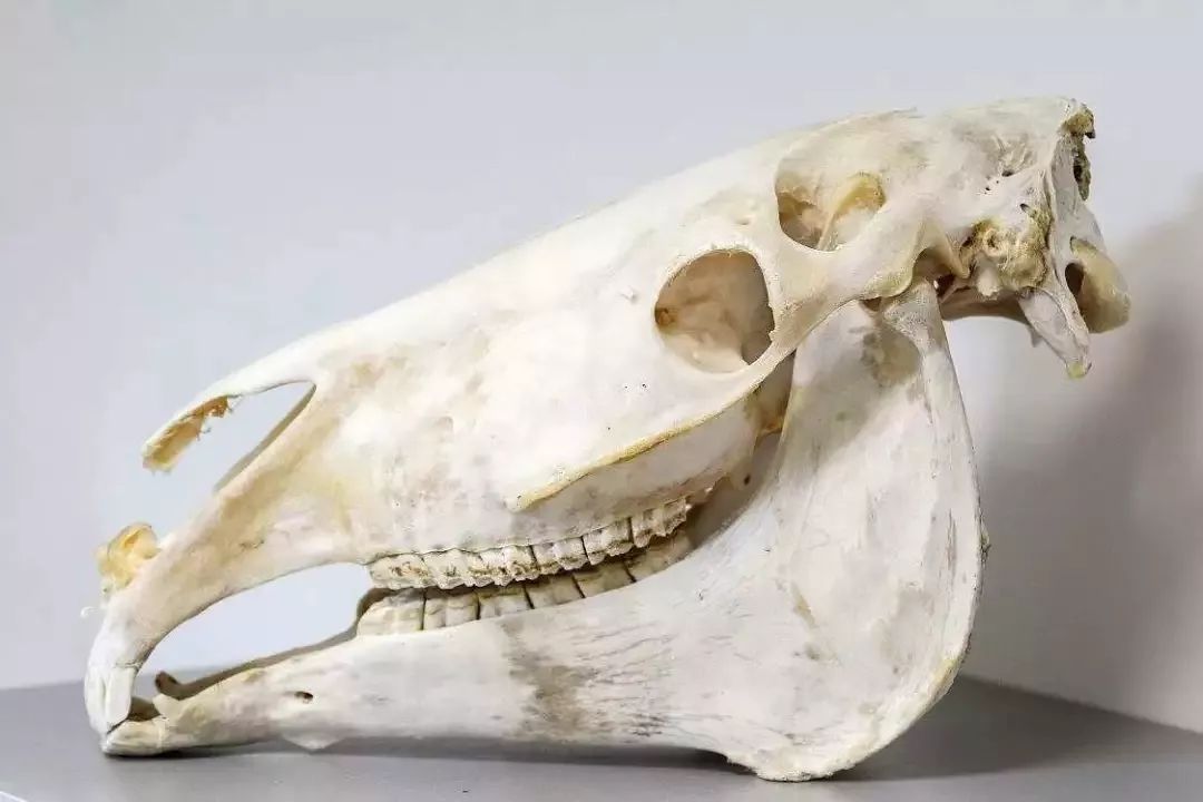 马匹解剖学视频教程,马匹解剖学基础特征