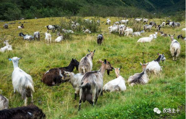 养羊入坑顺口溜,养羊顺口溜大全