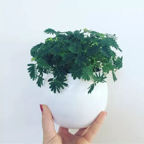 蝎子花放在卧室有毒吗,满天星花有毒吗能在卧室养吗