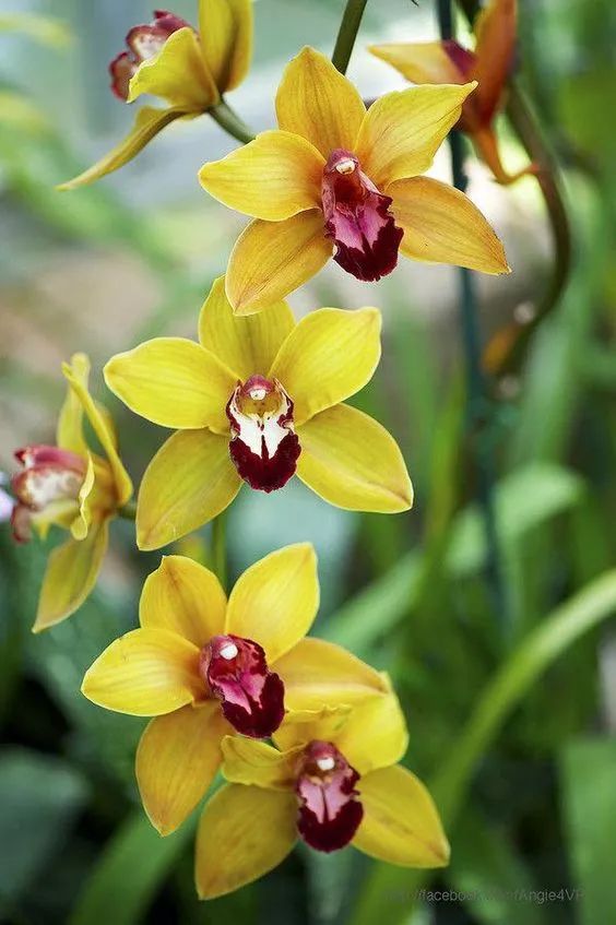 蝎子花放在卧室有毒吗,满天星花有毒吗能在卧室养吗