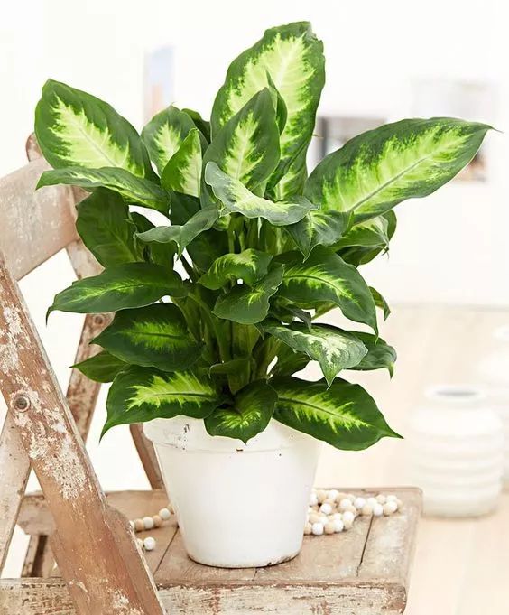 蝎子花放在卧室有毒吗,满天星花有毒吗能在卧室养吗