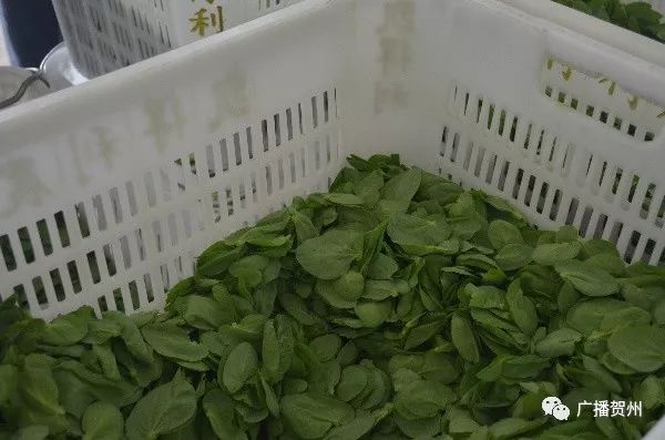 贺州新媒体采风活动第一站,广西贺州相约寿城