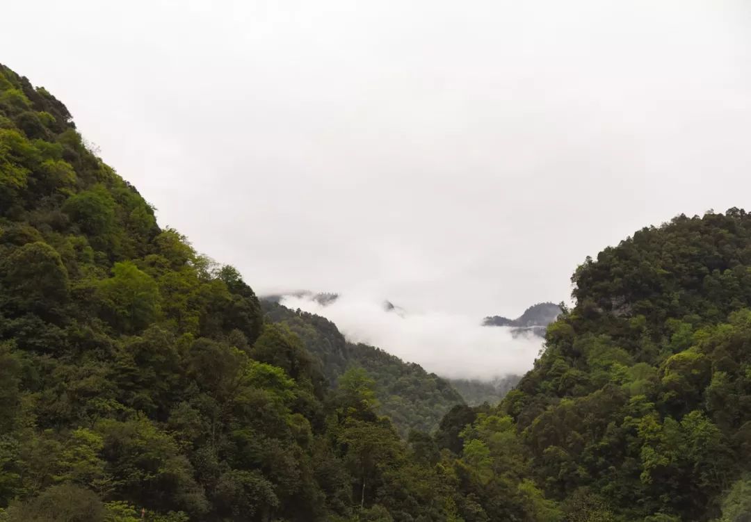 源自长白山天然保护区椴树雪蜜,采自长白山原始森林的蜂蜜