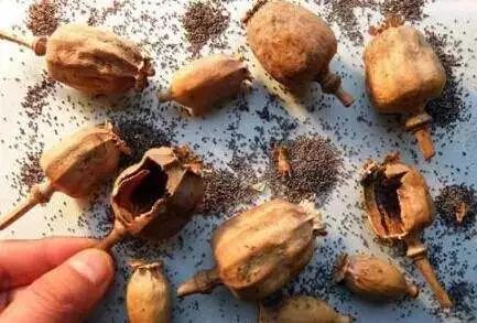 事发常州！神秘膏方竟添加*粟罂**壳粉成分？