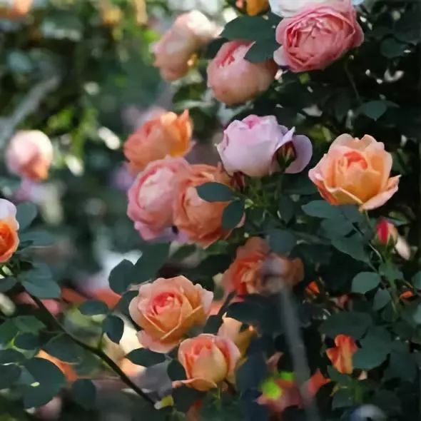 怎样才能让藤本月季快速成为花墙,做花墙最好的藤本月季品种