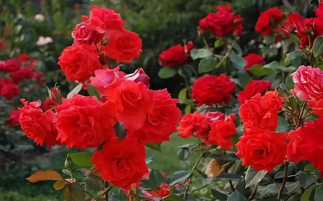 怎样才能让藤本月季快速成为花墙,做花墙最好的藤本月季品种