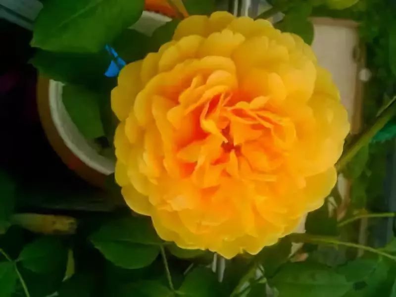 怎样才能让藤本月季快速成为花墙,做花墙最好的藤本月季品种