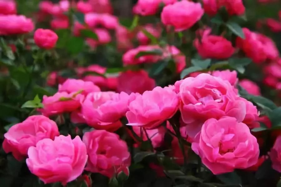 怎样才能让藤本月季快速成为花墙,做花墙最好的藤本月季品种