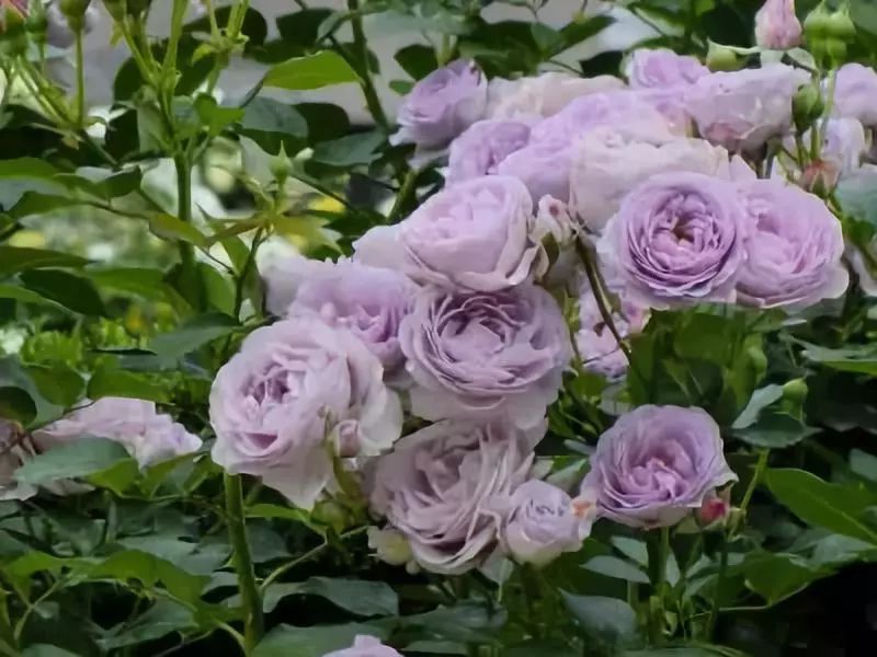 怎样才能让藤本月季快速成为花墙,做花墙最好的藤本月季品种