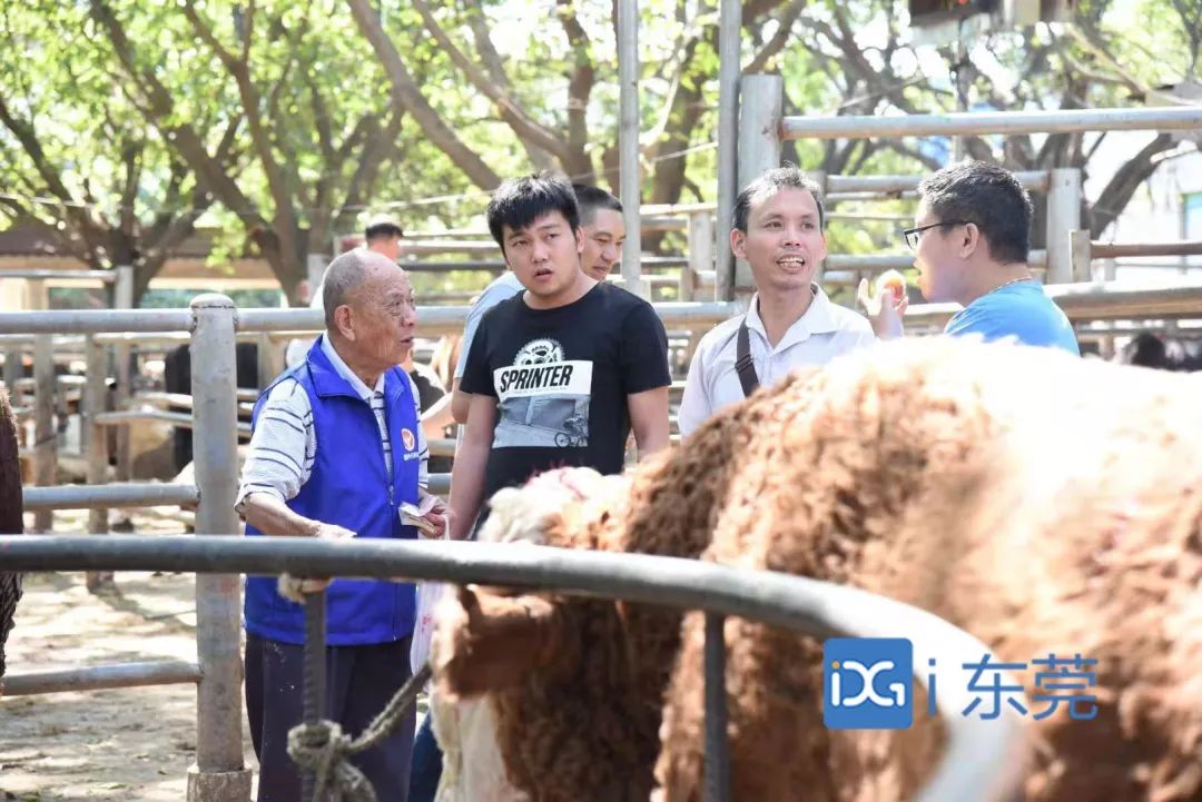 相牛78载!东莞有个金牌“牛经纪”!央视聚焦,看东莞百年牛墟魅力