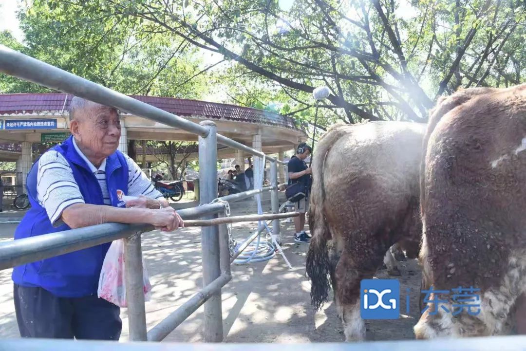 相牛78载!东莞有个金牌“牛经纪”!央视聚焦,看东莞百年牛墟魅力