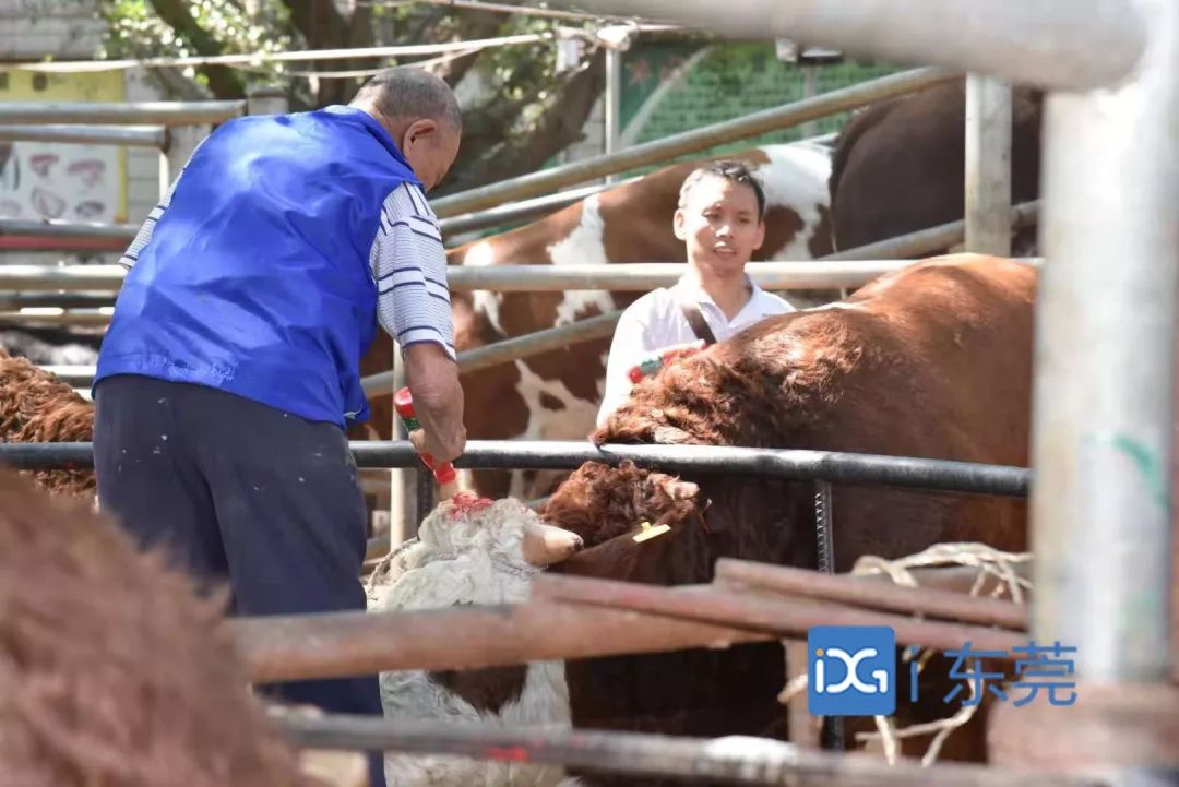 相牛78载!东莞有个金牌“牛经纪”!央视聚焦,看东莞百年牛墟魅力