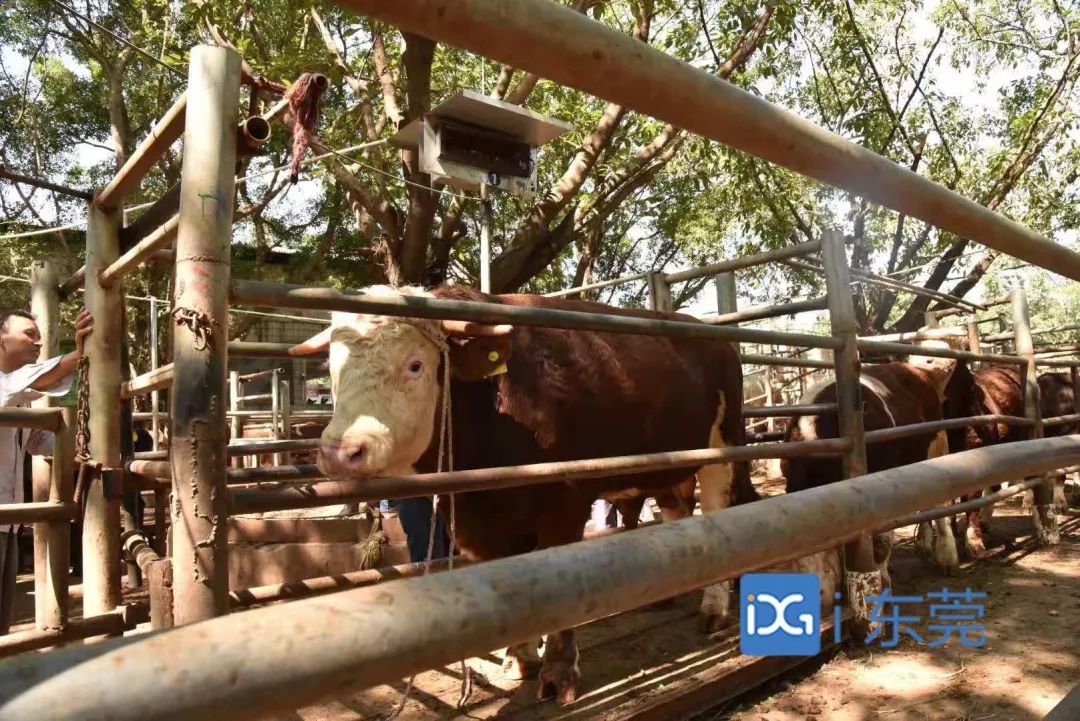 相牛78载!东莞有个金牌“牛经纪”!央视聚焦,看东莞百年牛墟魅力