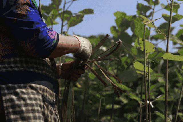 利用秸秆做袜子,用泥土做袜子