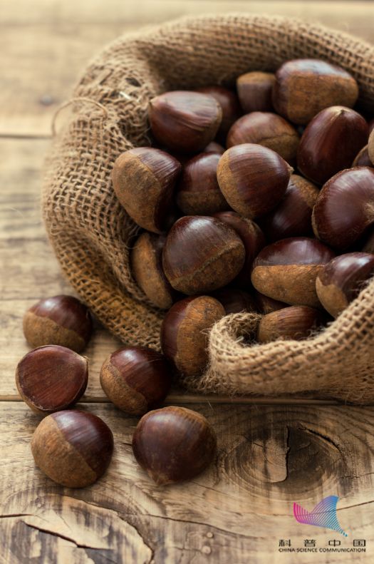 栗子吃多了烧胃怎么处理,吃栗子呕吐怎么回事啊